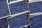 Wild Maine Blueberries ready for sale during Wild Blueberry Weekend