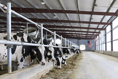 Dairy cows at Danone U.S. partner farm, Schwieterman Farms