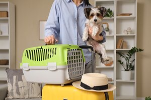 AVMA Veterinarians Offer Tips for Smooth Travel with Pets this Season
