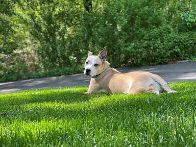 “Our backyards are more than just beautiful, they’re also environmental superheroes that help manage stormwater runoff, combat erosion and provide vital shelter for wildlife,” says Kris Kiser, President and CEO of the TurfMutt Foundation. “By investing a little time into maintenance and smart landscape choices, we can build resilient outdoor spaces that stand up to severe weather.”