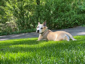 The TurfMutt Foundation's Tips to Create a Weather-Resilient Backyard
