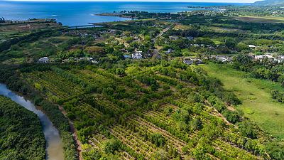 Lonohana Chocolate Becomes Hawaiiʻs Largest Cacao Grower