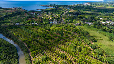 Lonohanaʻs Waialua Cacao Orchard
