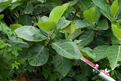 Traditional Healing Plant Preserves Indonesia's Fragile Limestone Landscapes, Finds Hasanuddin University Study