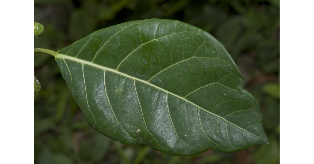 Traditional Healing Plant Preserves Indonesia's Fragile Limestone Landscapes, Finds Hasanuddin University Study