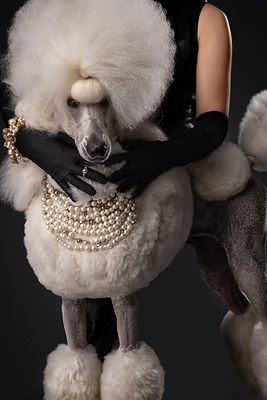 Champion Show Dog Poodle