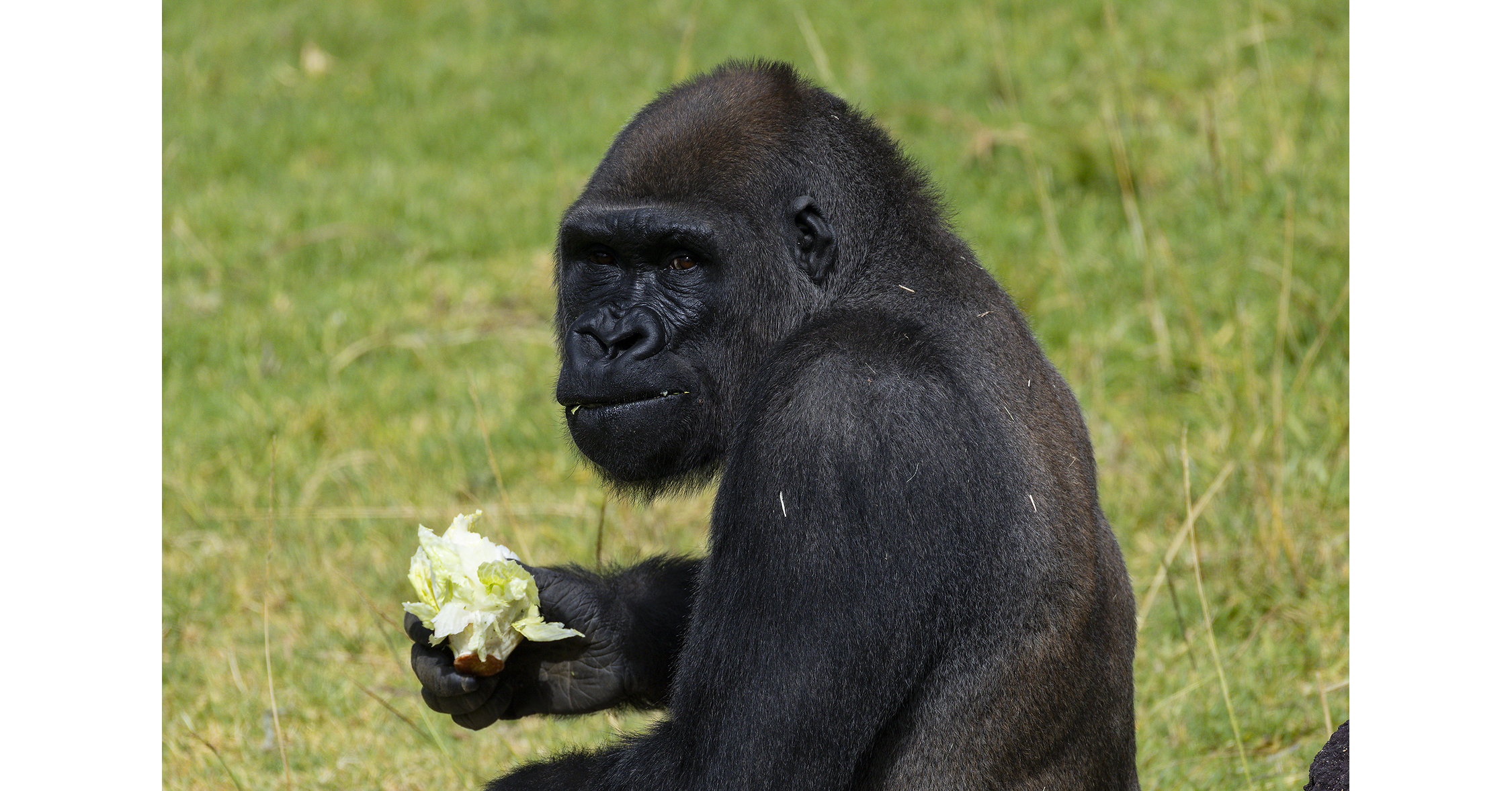 First-of-its-Kind Surgery Performed on Western Lowland Gorilla at the San Diego Zoo Safari Park