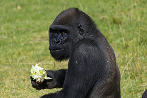 First-of-its-Kind Surgery Performed on Western Lowland Gorilla at the San Diego Zoo Safari Park
