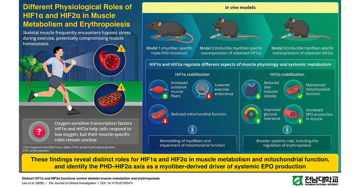 Chonnam National University Researchers Reveal Isoform-Specific HIF Signaling in Skeletal Muscles
