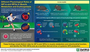 Chonnam National University Researchers Reveal Isoform-Specific HIF Signaling in Skeletal Muscles