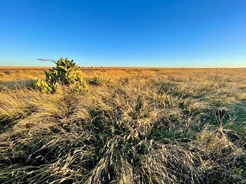 Landscape in rural Australia, taken by A/Prof Skye Marshall, while travelling between rural communities in Queensland. This image opens in the lightbox