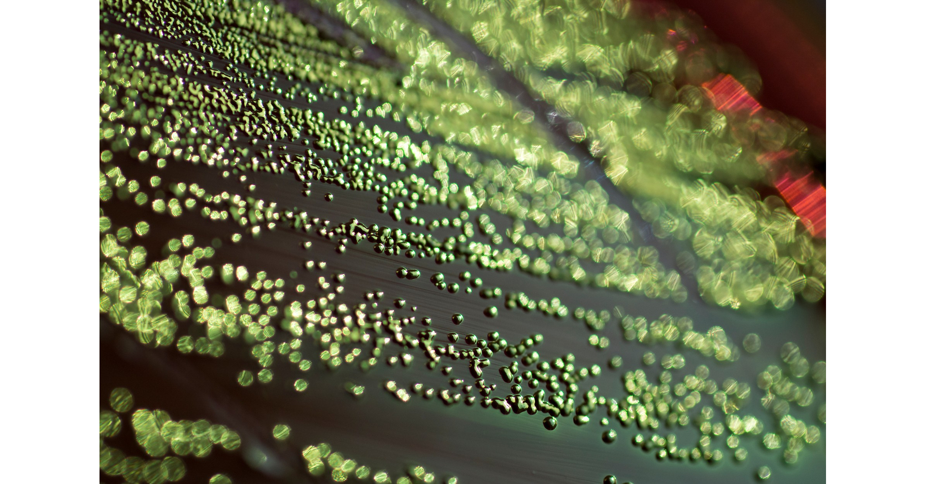 Researchers from Incheon National University Develop a New Approach to Unlock Hidden Genetic Potential in Microbes