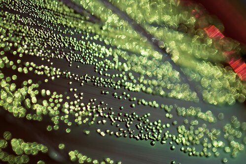 Novel system uncovers previously hidden genetic targets that can enhance microbial production of sustainable chemicals more efficiently.