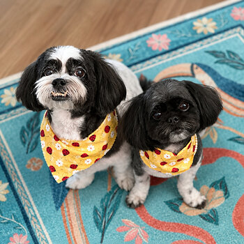 The real Bella and Lucy, whose lifelong bond inspired the award-winning picture book Bella’s Light.