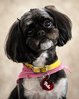Bella, the real Peekapoo whose life inspired Bella’s Light: A Story About Pet Loss and Love That Never Ends.