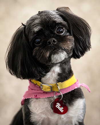 Bella, the real Peekapoo whose life inspired Bella’s Light: A Story About Pet Loss and Love That Never Ends.