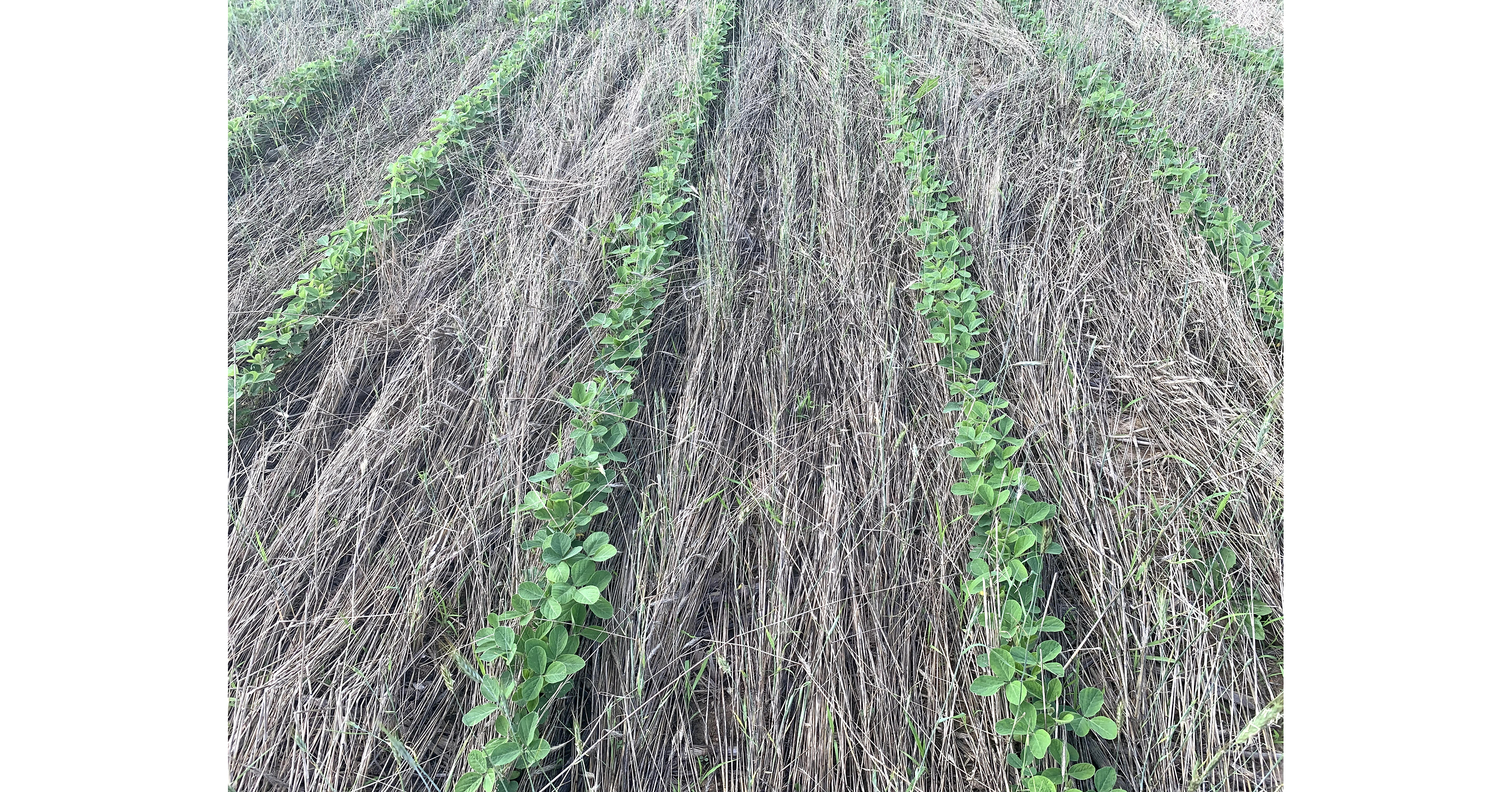 High Rye Seeding Rates Prove Effective for Weed Suppression