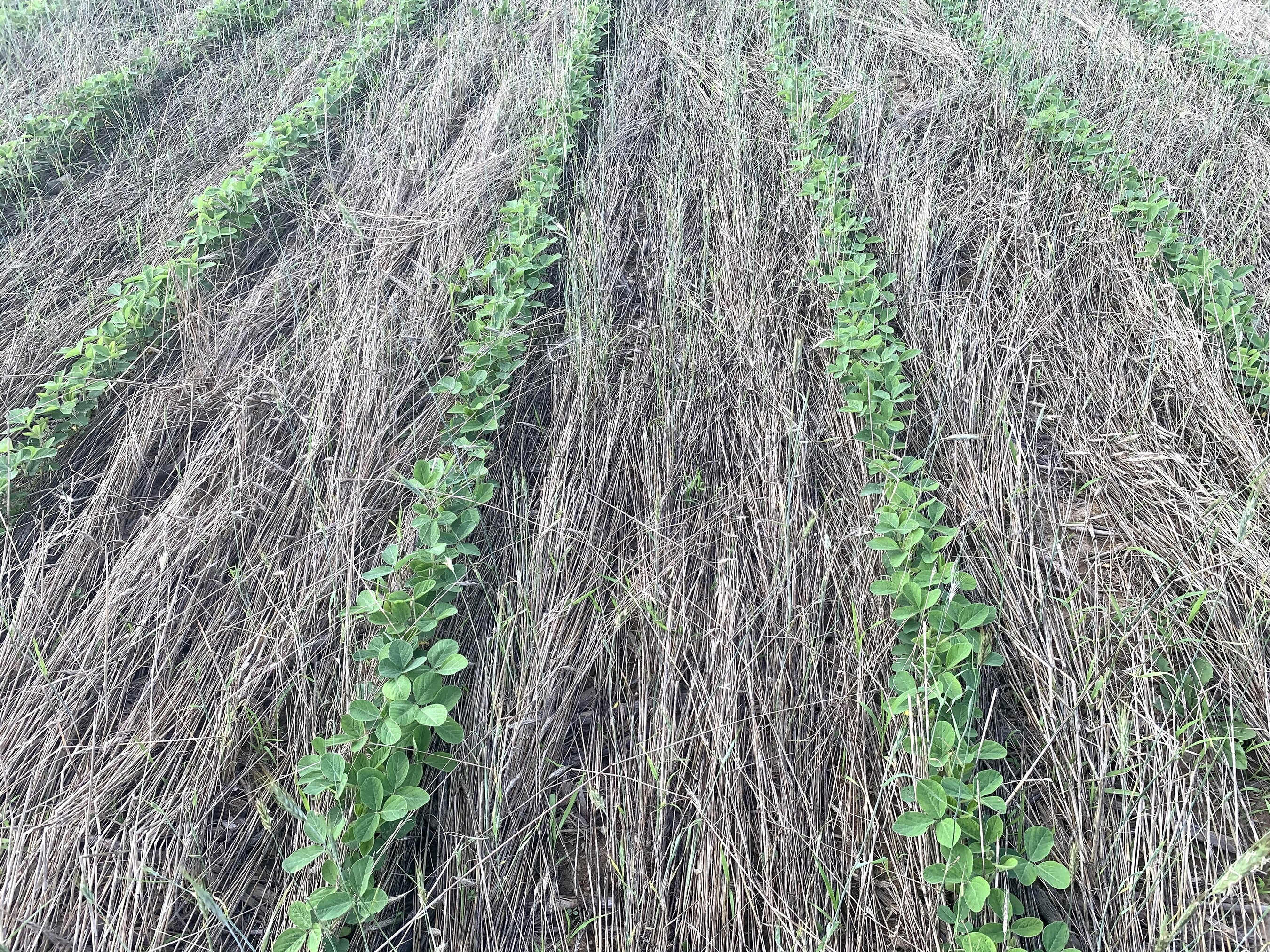High Rye Seeding Rates Prove Effective for Weed Suppression