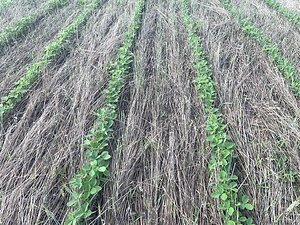 High Rye Seeding Rates Prove Effective for Weed Suppression