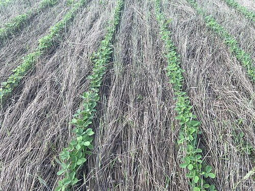 A newly published research paper from Penn State University shows high seeding rates improve weed suppression from roll-crimped cereal rye in organic no-till soybean fields.