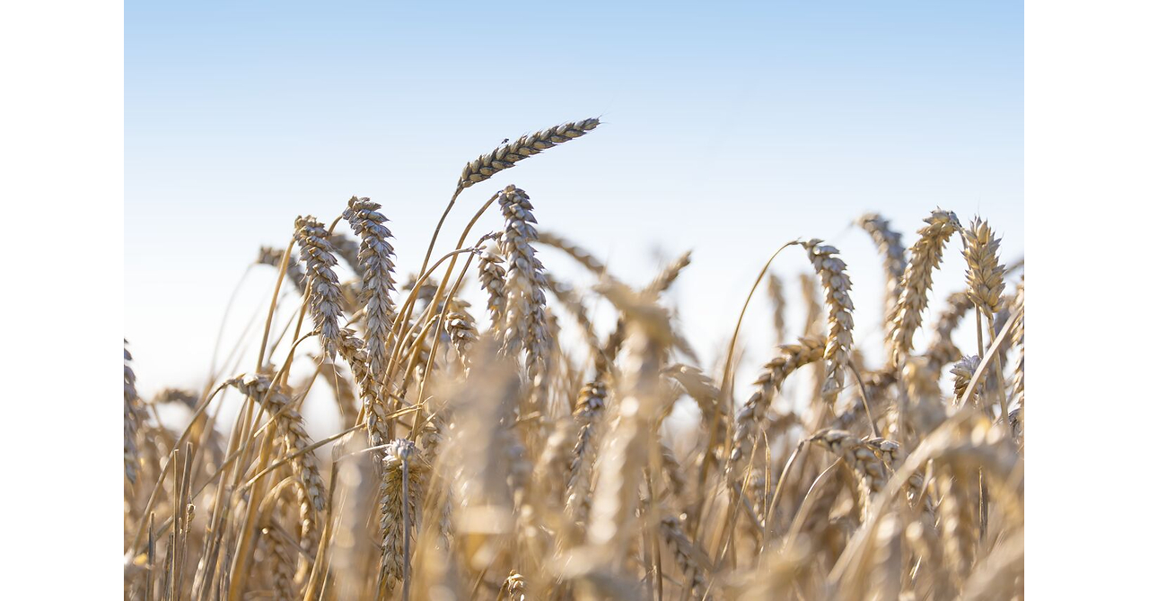 Puratos scales regenerative agriculture across its U.S. wheat supply chain