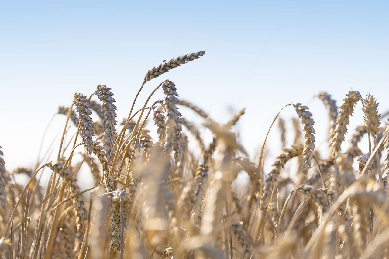 Puratos scales regenerative agriculture across its U.S. wheat supply chain