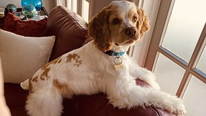 Dog Called Tornado Lives Up to His Name