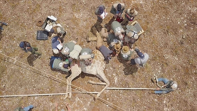 Conservationists collaring and collecting data from a wild giraffe in South Africa