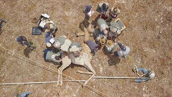 Conservationists collaring and collecting data from a wild giraffe in South Africa