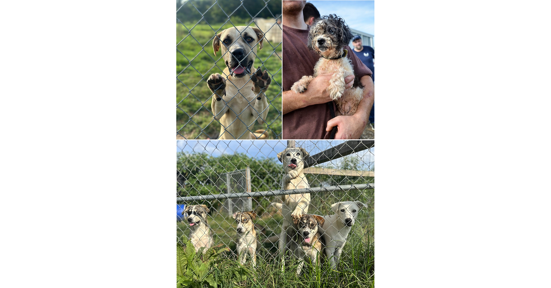 Animal Rescue Corps responds to call for help with Operation Arkansas Angels