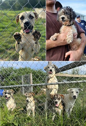 Animal Rescue Corps responds to call for help with Operation Arkansas Angels
