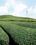 nana's green tea_1