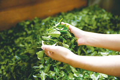 nana's green tea_2