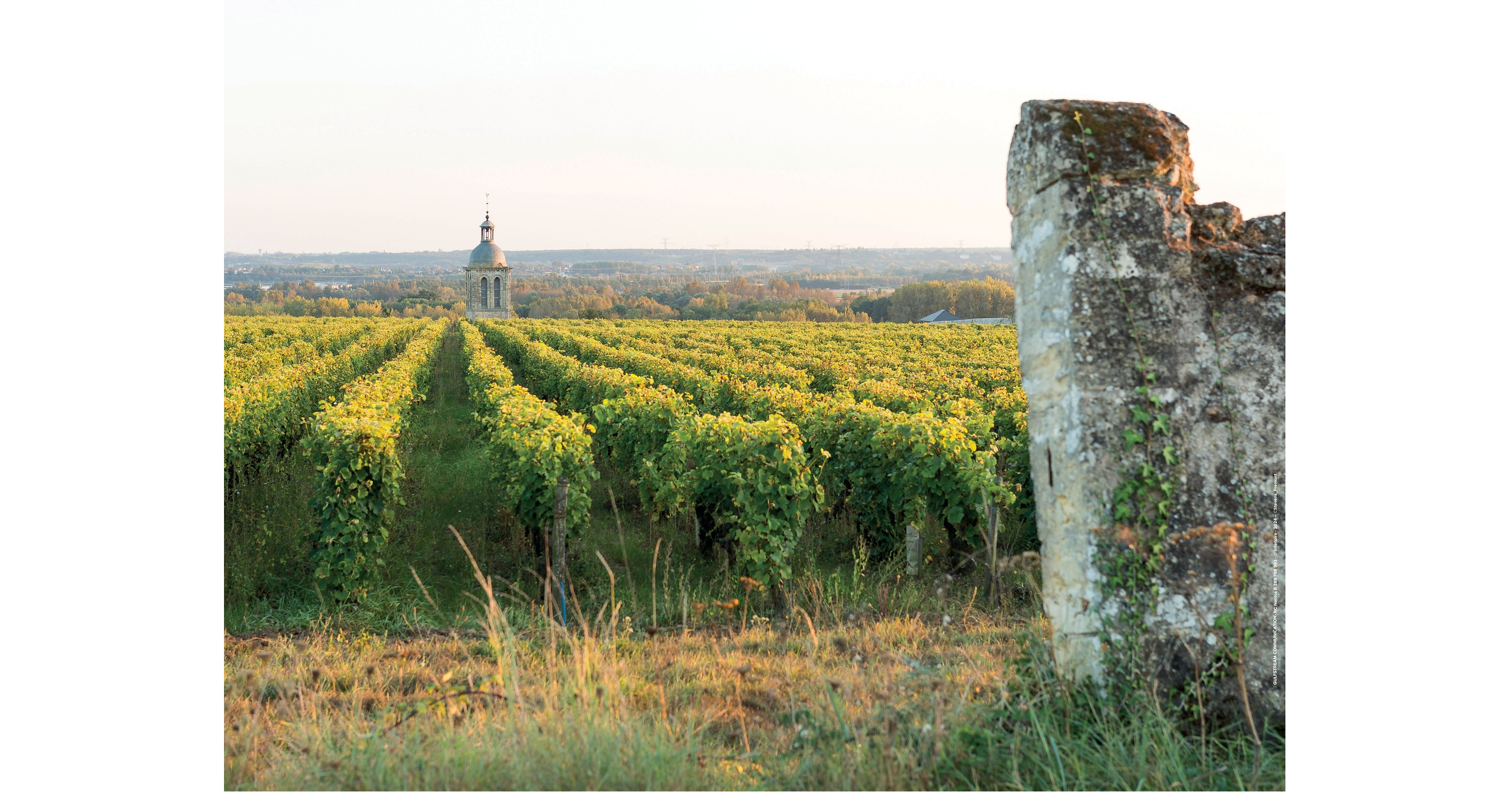 Loire Wines Outperforms French Category by Value and by Volume with Significant Gains in Sparkling, Chenin and Emerging Appellations