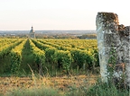 Loire Wines