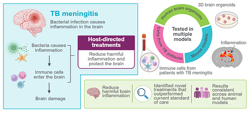 Researchers at Cincinnati Children's and colleagues used brain organoids to help understand how TB meningitis damages brain cells. Researchers at Cincinnati Children's and colleagues used brain organoids to help understand how TB meningitis damages brain cells.