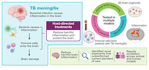 Study Points to New Strategy for TB Meningitis Care