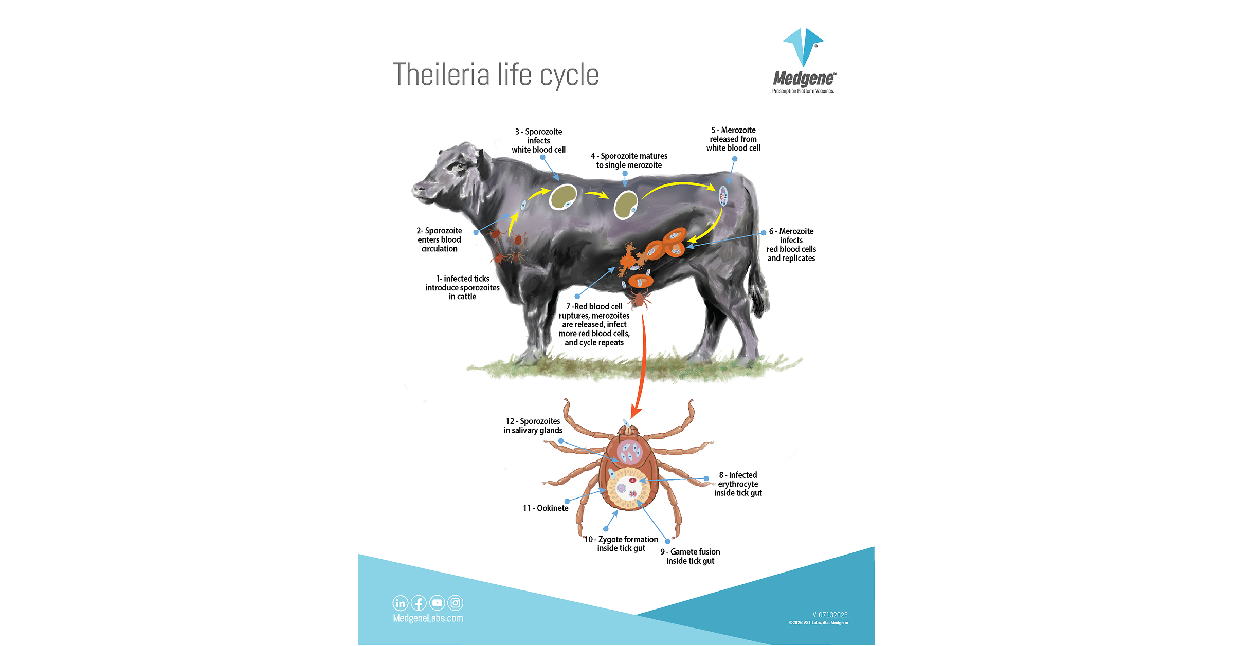 Medgene offers ﬁrst-ever cattle vaccine to address Theileria