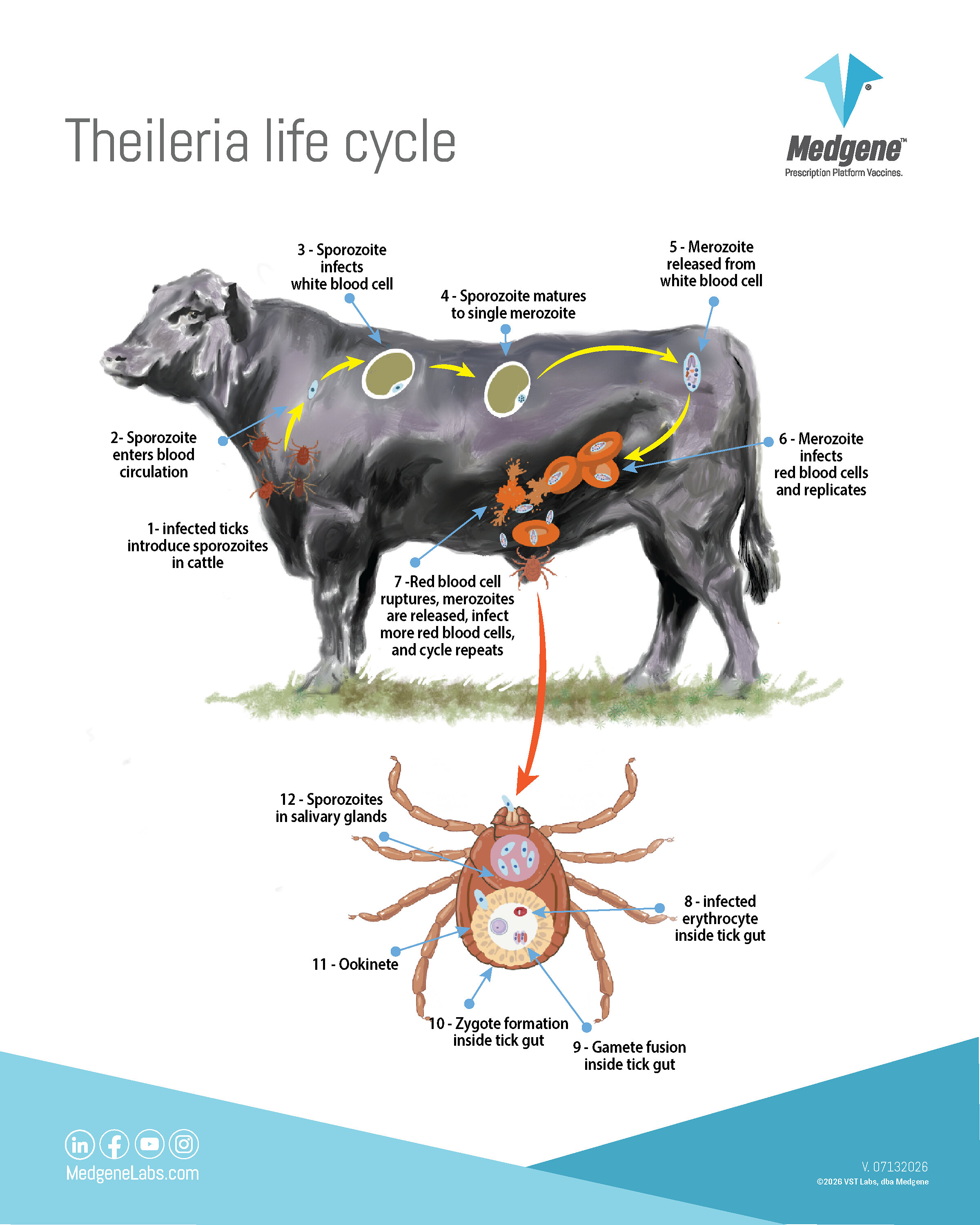 Medgene lance le premier vaccin bovin contre la Theileria