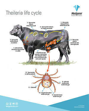 Medgene offers ﬁrst-ever cattle vaccine to address Theileria
