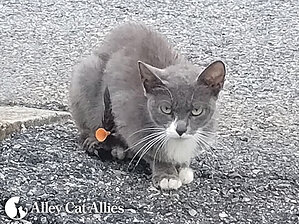 Alley Cat Allies Offers $15,000 Reward Seeking Justice for a Cat Shot with a Blowgun Dart in Conover, North Carolina