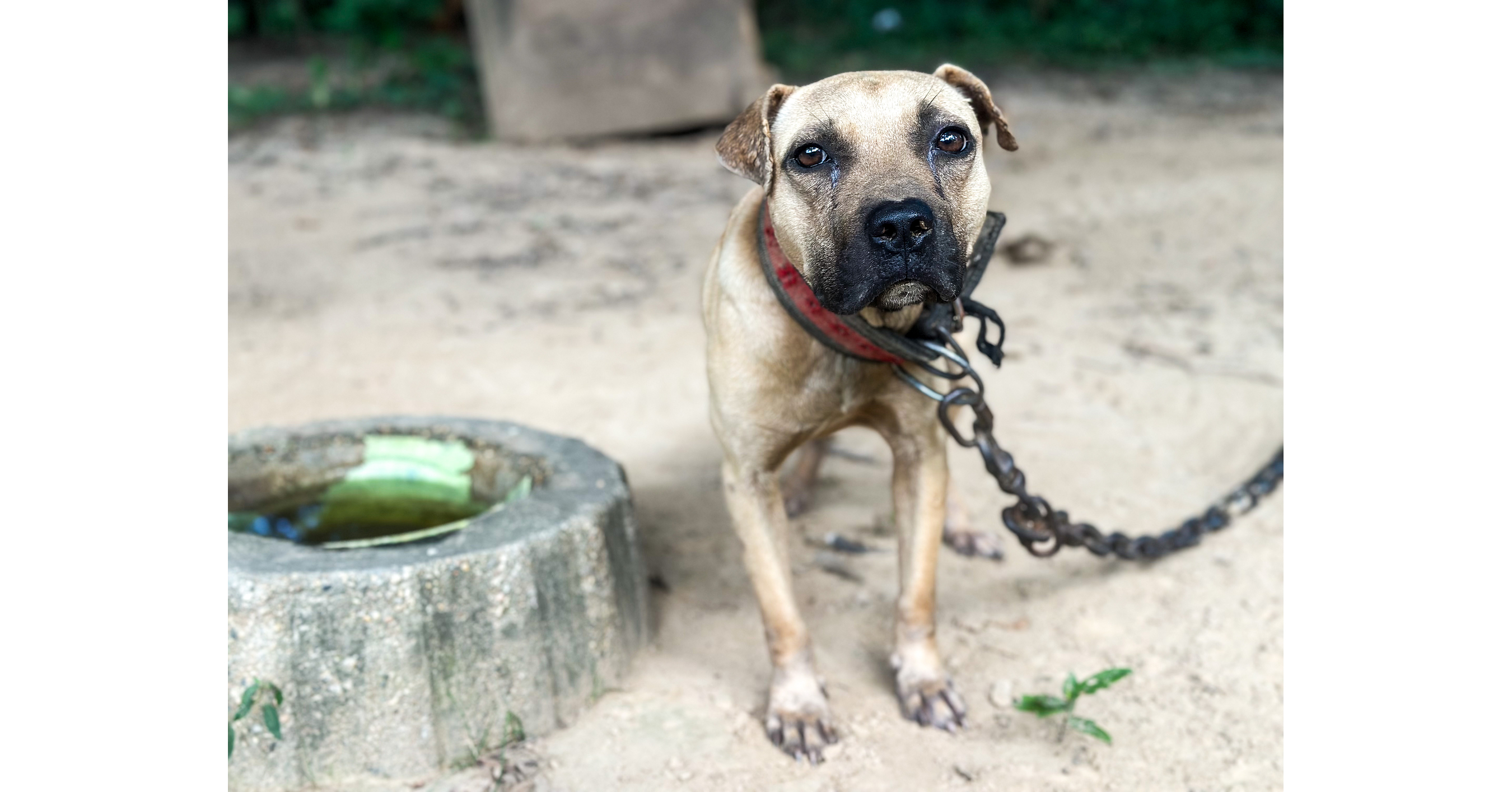 Animal Rescue Corps launches Operation Underdog in rural Mississippi