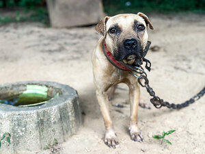 Animal Rescue Corps launches Operation Underdog in rural Mississippi