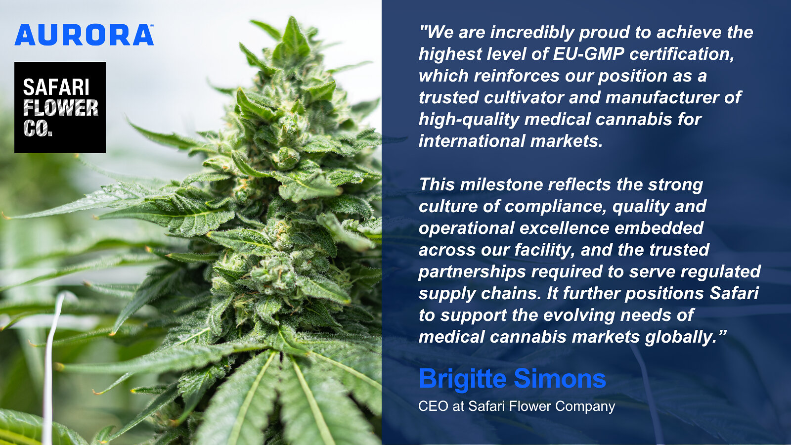 Aurora Cannabis-Tochter Safari Flower Company erhält EU-GMP-Zertifizierung