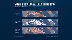 Human-caused climate change, not El Niño, is the driving force behind all global coral bleaching events, new research finds