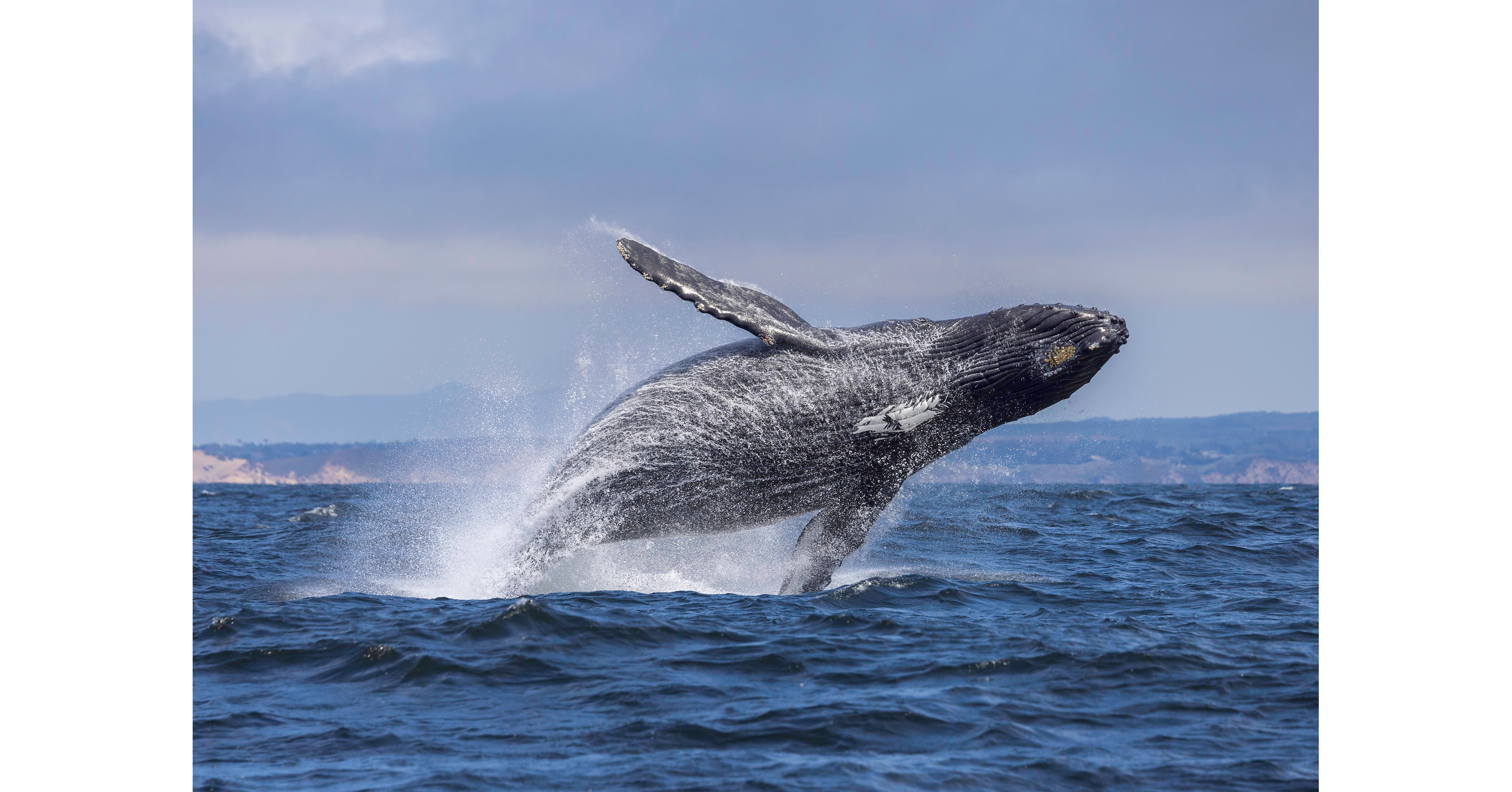 Check Off Your Summer Bucket List: Unforgettable Central Coast Adventures Await at the Inns of Monterey