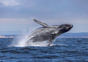 Check Off Your Summer Bucket List: Unforgettable Central Coast Adventures Await at the Inns of Monterey