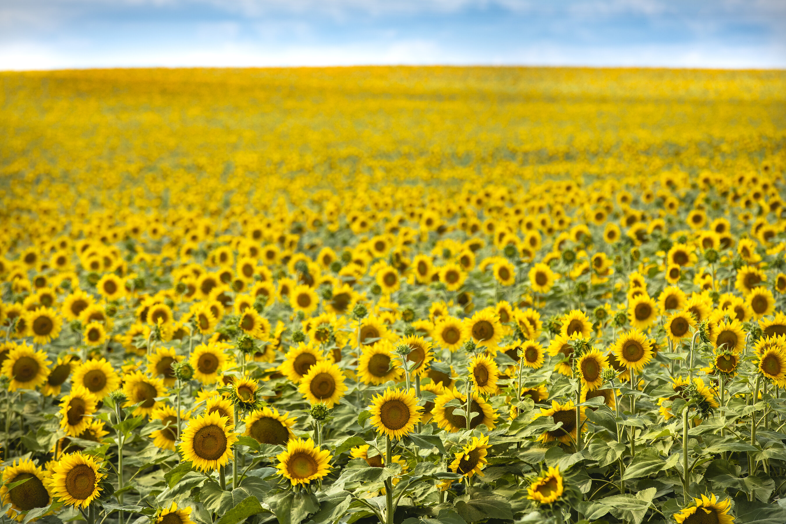 North Dakota accueille les voyageurs pour la saison des tournesols