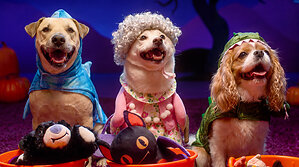 Petco Launches Halloween Drop Featuring Hundreds of Exclusive, On-Trend Finds