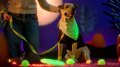 Petco Launches Halloween Drop Featuring Hundreds of Exclusive, On-Trend Finds
